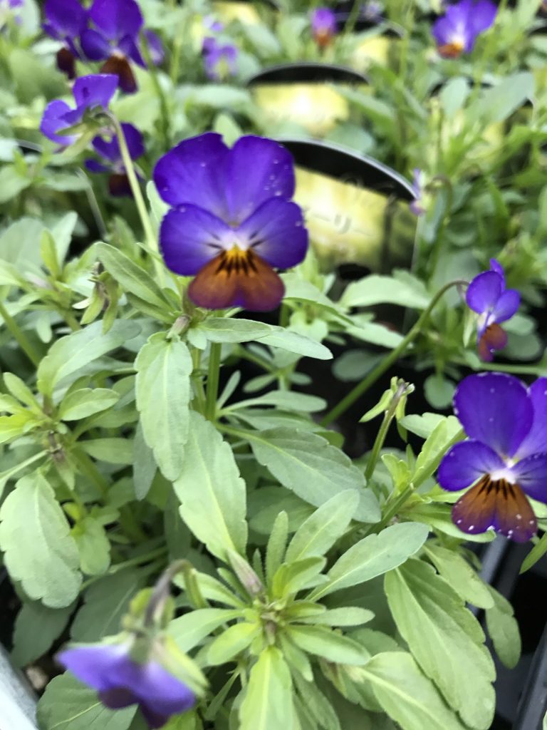 新しいビオラ紹介 ファンファーミング